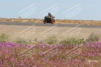 media/Mar-12-2023-SoCal Trackdays (Sun) [[d4c8249724]]/Turn 15 Inside Bloom (130pm)/